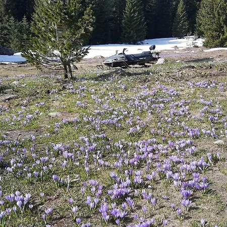 ловна в рила بيت خشبي بانيشيست