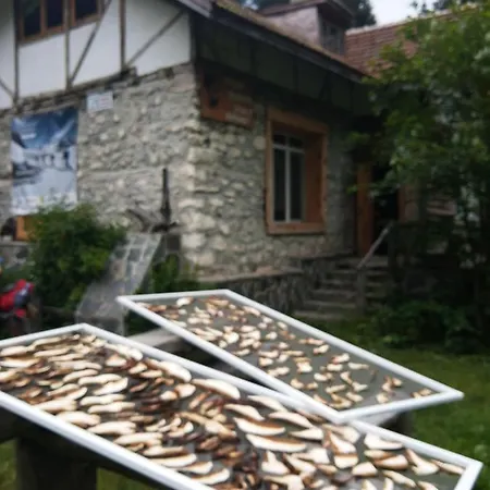 ловна в рила بانيشيست