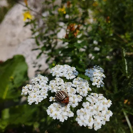 ловна в рила