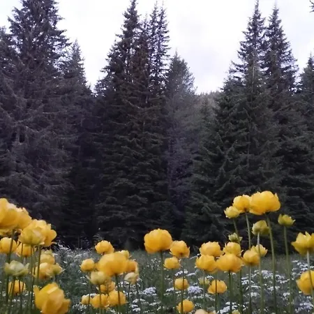 Domek letniskowy ловна в рила *