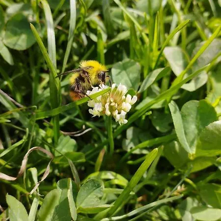 ловна в рила بيت خشبي