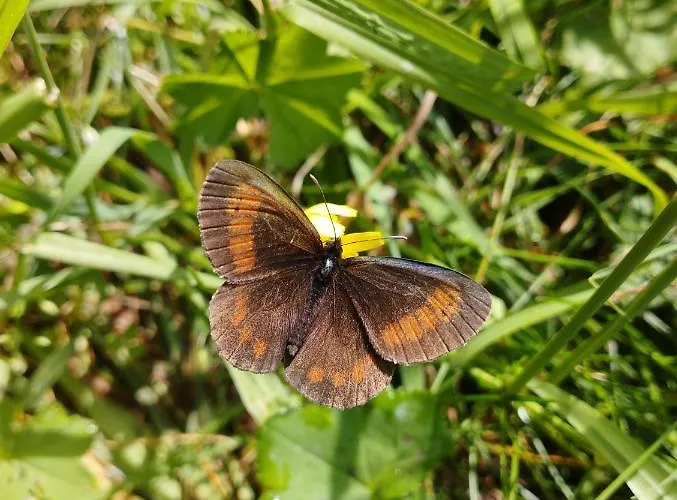 Lodge ловна в рила Panichishte