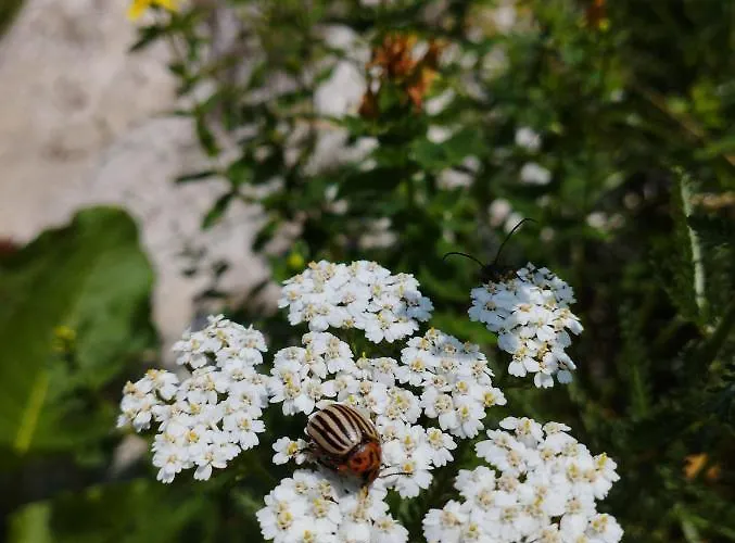 ловна в рила