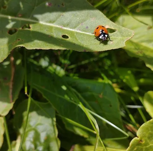 ловна в рила * Panichishte