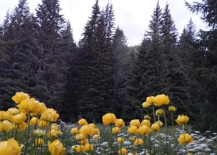 Lodge ловна в рила *