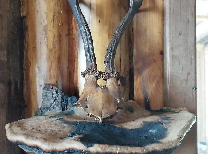 ловна в рила Panichishte